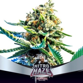 Nitro Haze - BSF SEEDS