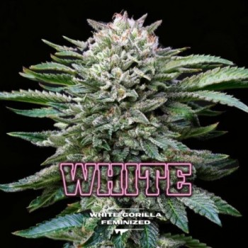 White Gorilla Feminized -...
