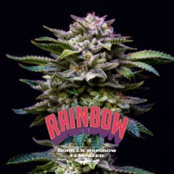 Gorilla Rainbow Feminized -...
