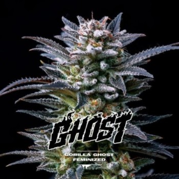 Gorilla Ghost Feminized -...