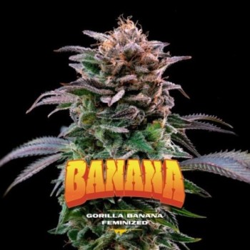 Gorilla Banana Feminized -...
