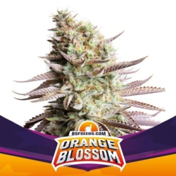 Orange Blossom - BSF SEEDS