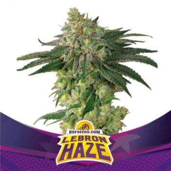 Lebron Haze - BSF SEEDS