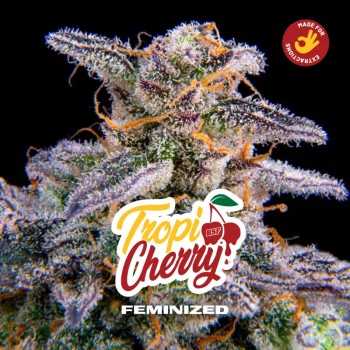 Tropicherry Feminized - BSF